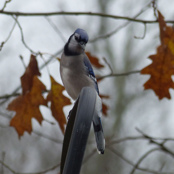 photo of a blue jay perched in a tree, appearing to wink, by Charlie Ipcar.