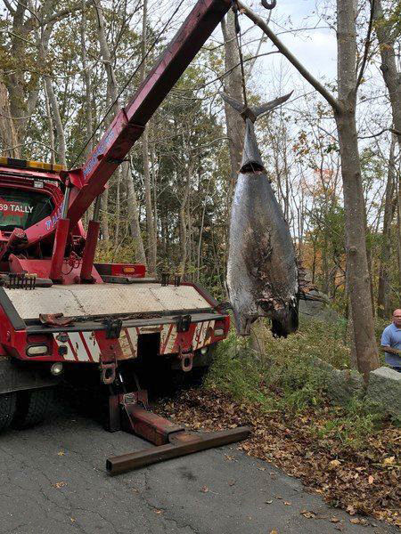 A 400-pound tuna is hauled from its grave in the woods off Revere Street in the Annisquam area of Gloucester, Massachusetts, November 1, 2017, photographer unidentified, from Gloucester Times.