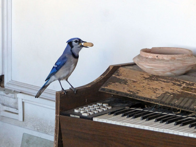 photo of a blue jay with a peanut sitting on our porch, by Charlie Ipcar.