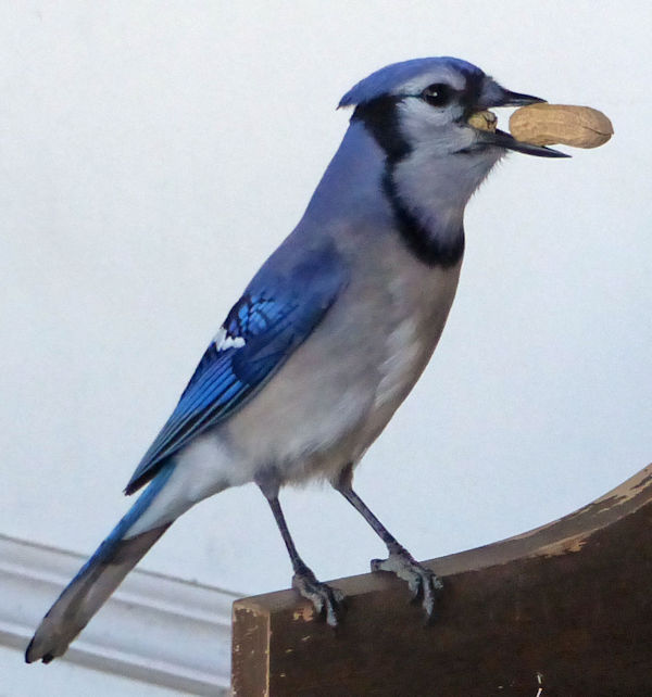 closeup showing that the jay already has a peanut in its gular pouch, by Charlie Ipcar.
