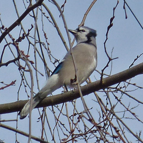 photo of a blue jay sitting on a limb, by Charlie Ipcar.