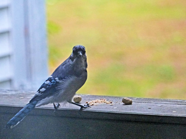 photo of a blue jay picking up a peanut on the porch rail, by Charlie Ipcar.