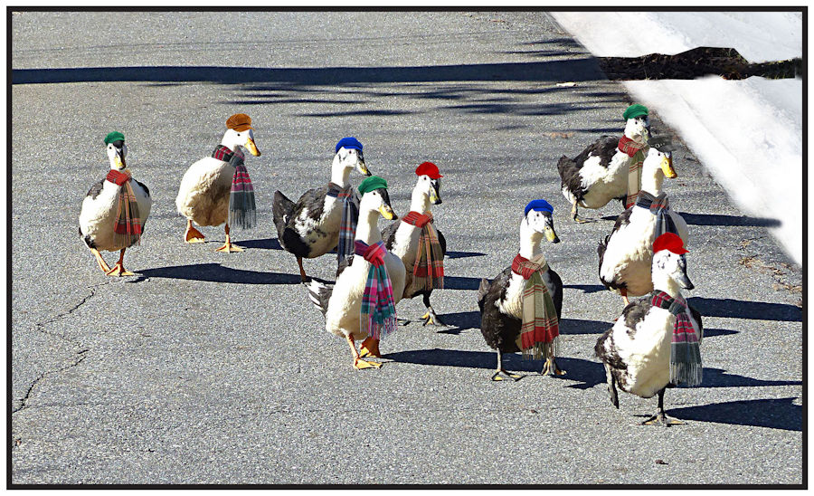 Nine Magpie ducks walking down Tallman Street